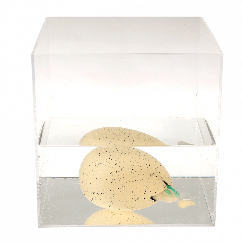 Rex London® Óriás keltető dinoszaurusz tojás - Prehistoric Land - Rex London - Apró kincsek - OduStore