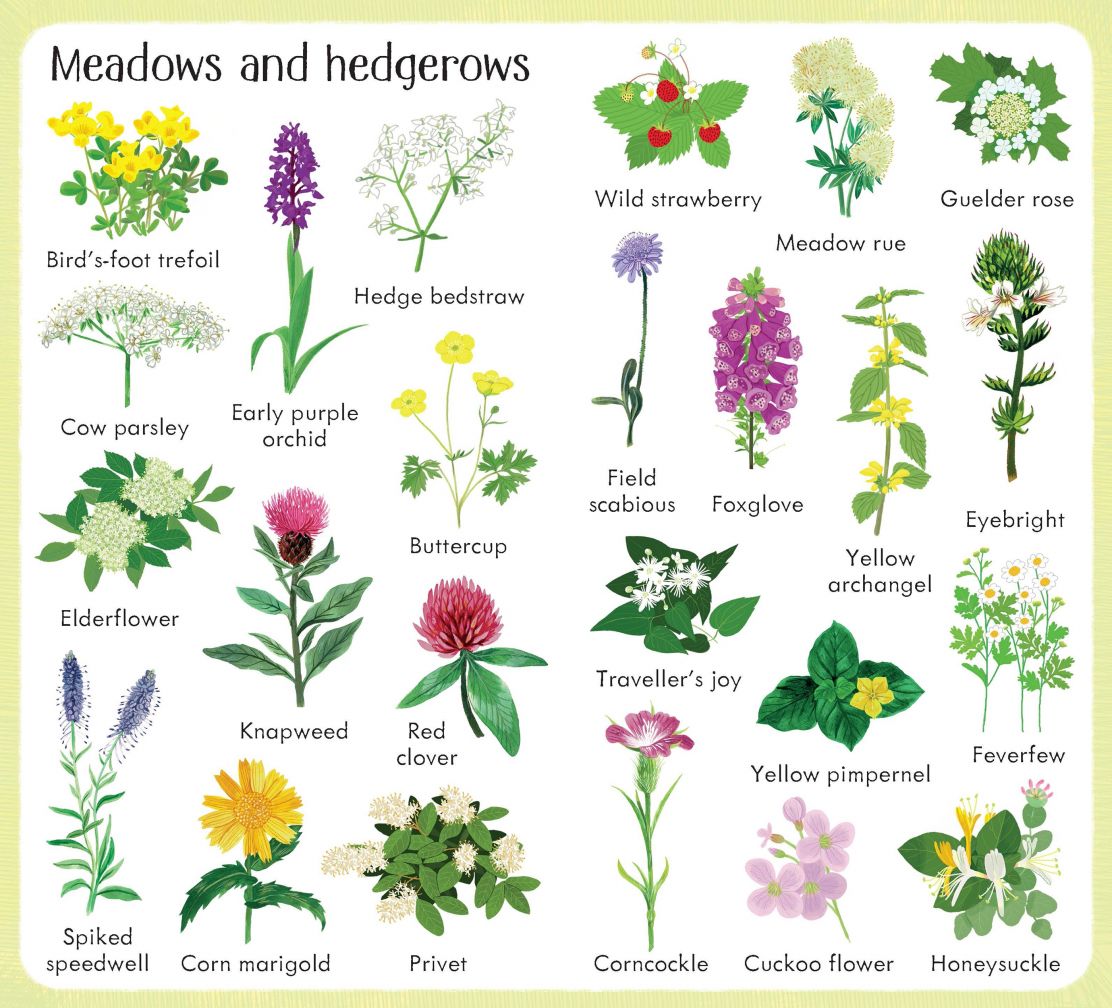 Usborne® 199 Flowers - Usborne - könyv - OduStore